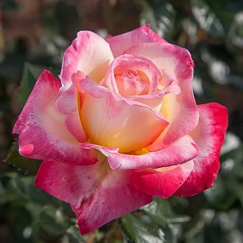 best hybrid roses