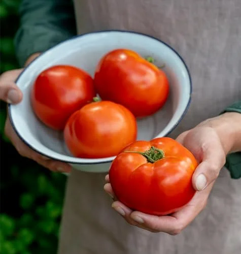best hybrid tomatoes
