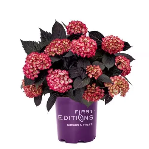 best hydrangea for part shade