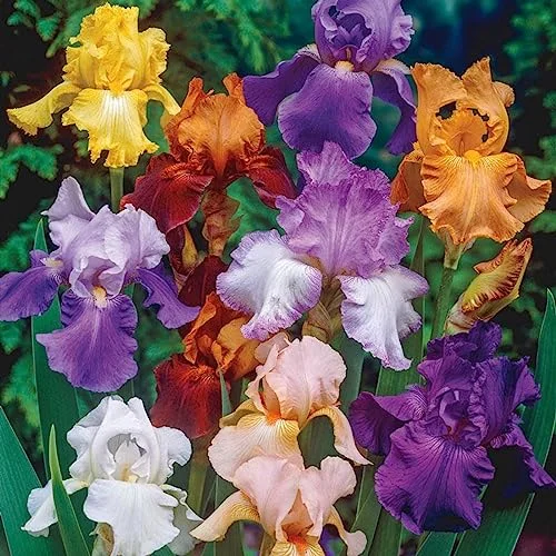 best iris bulbs