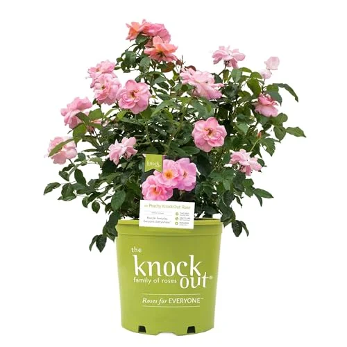 best low maintenance bushes