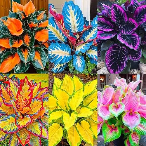 best low maintenance flowers