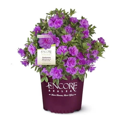 best low maintenance foundation plants