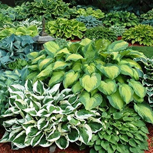 best low-maintenance plants for zone 8b